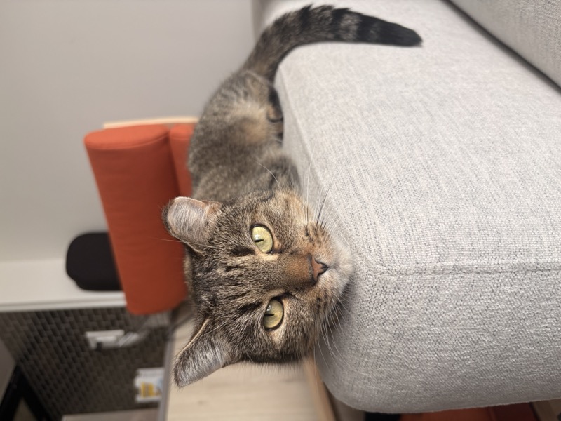 Gabs, relaxing on the couch after a hard day at work
